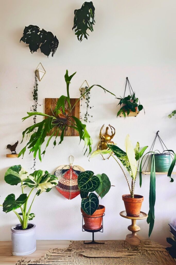 Staghorn Fern Wall Plant
