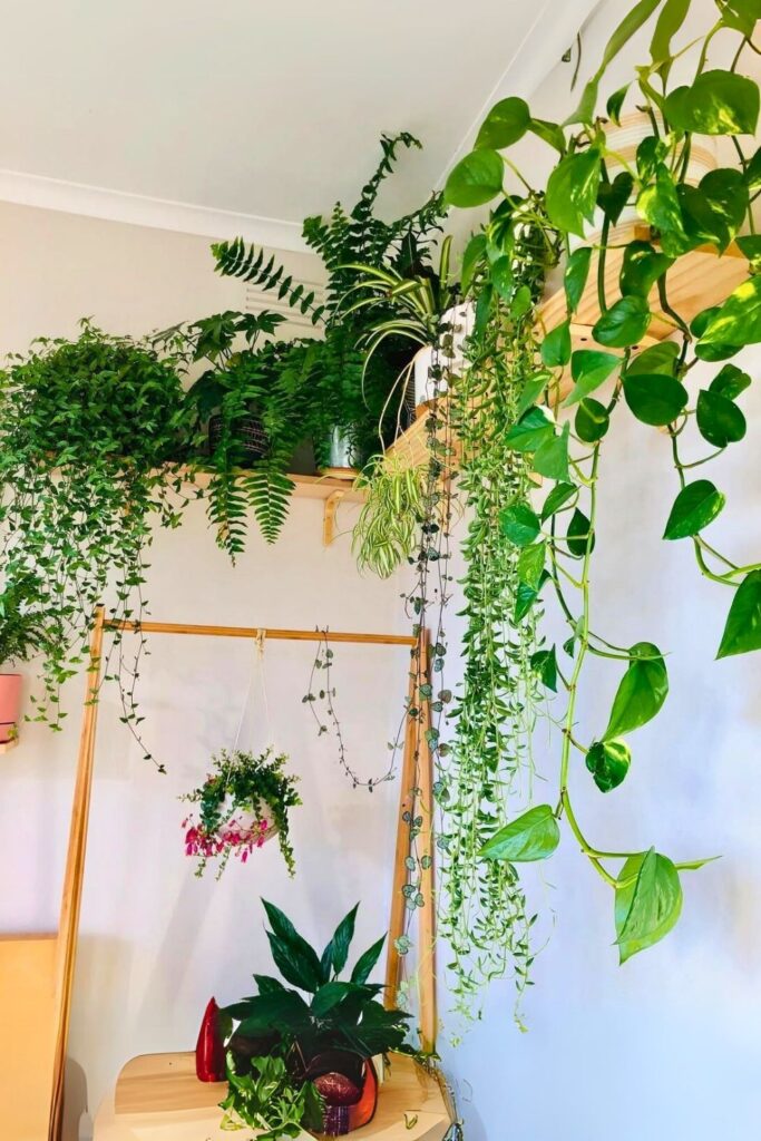 String of Bananas Wall Plant