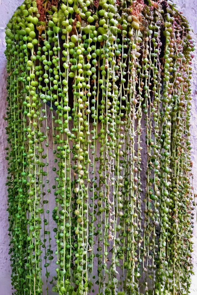 String of Pearls Wall Plant