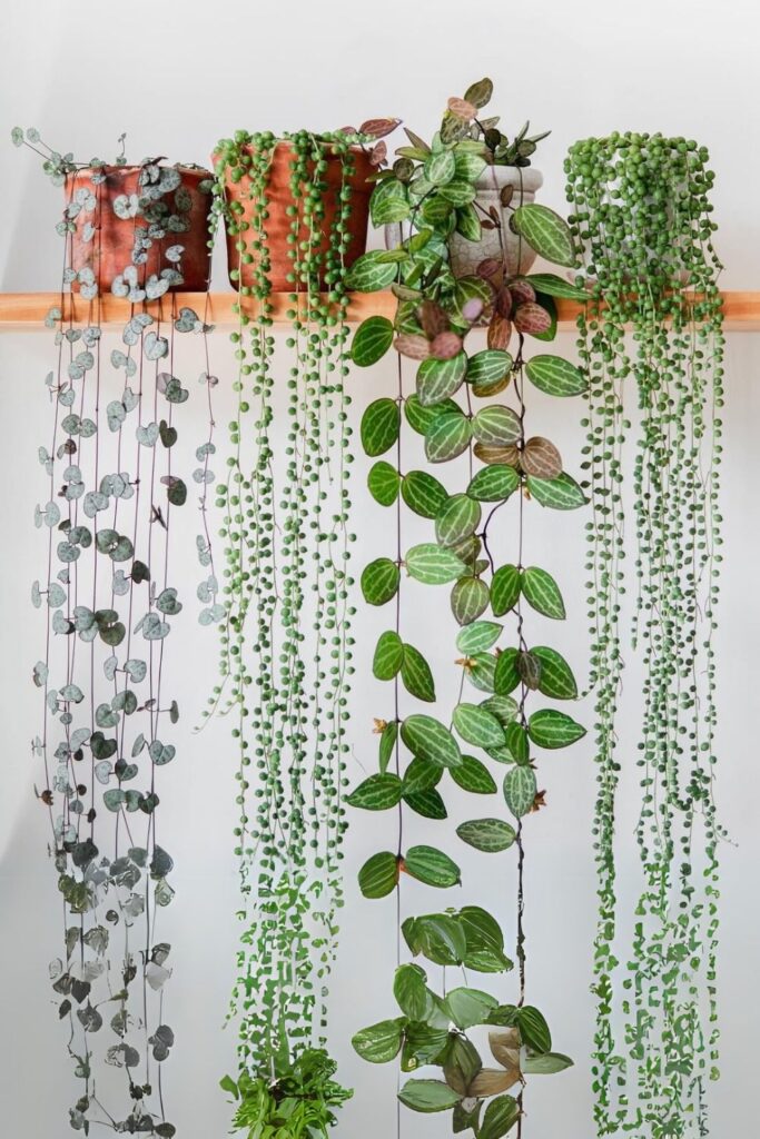 String of Pearls Wall Plants