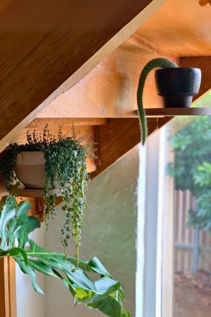 String of Turtles Wall Plant