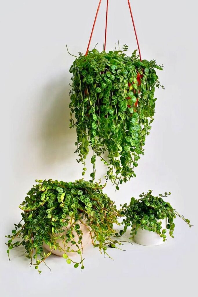 String of Turtles Wall Plants