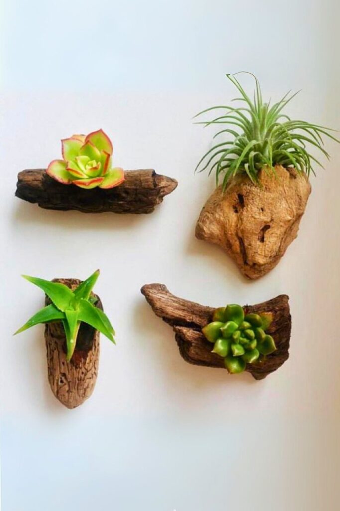 Succulent Wall Plant