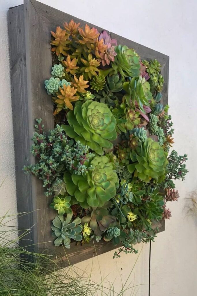 Succulent Wall Plants