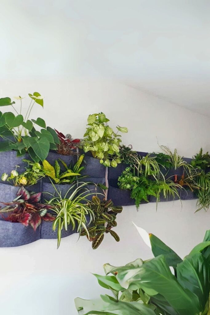 Syngonium Wall Plants
