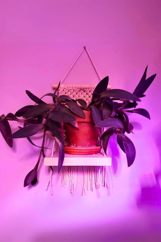 Tradescantia pallida Wall Plant
