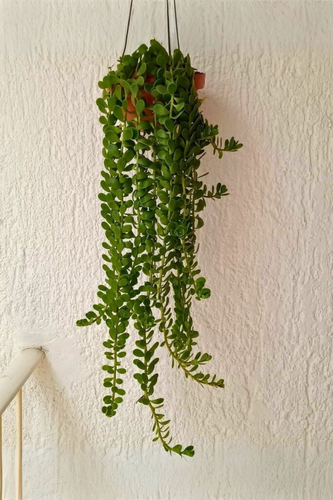 Trailing Jade Wall Plant