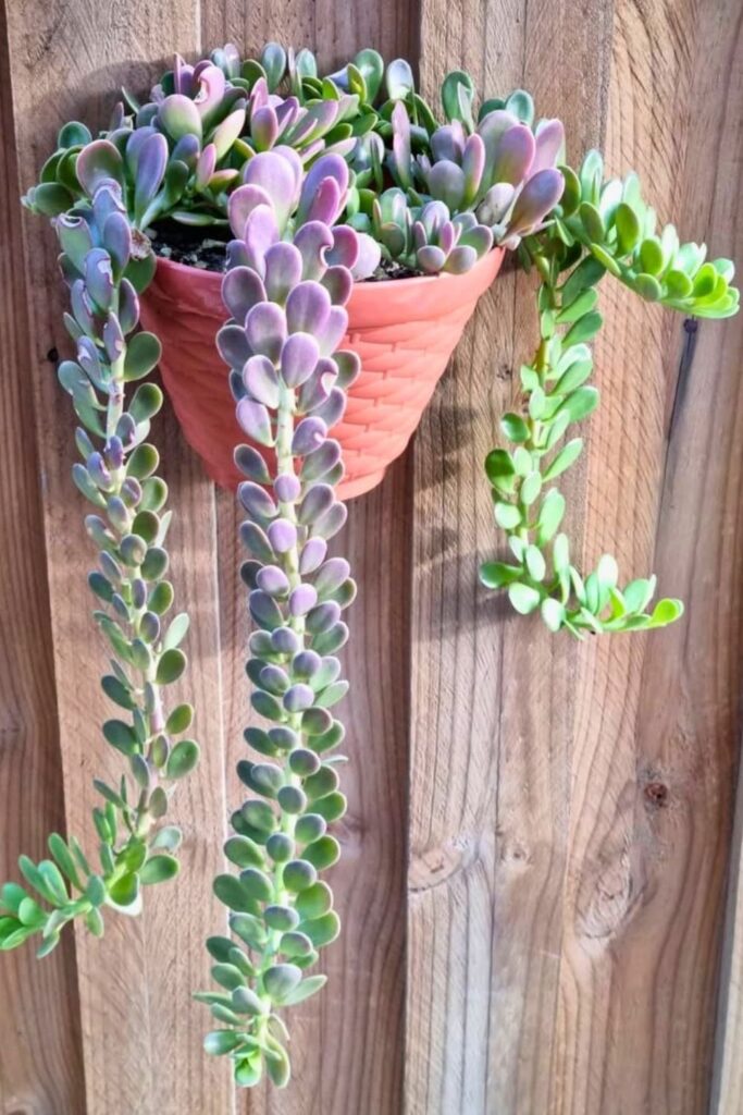 Trailing Jade Wall Plants