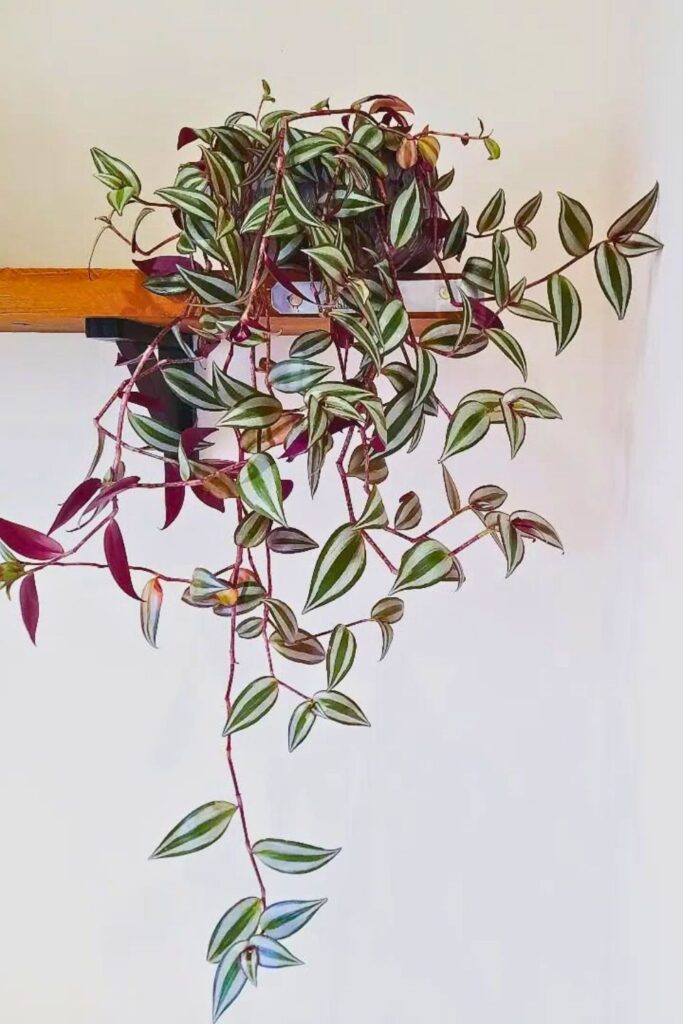 Wandering Jew Wall Plant