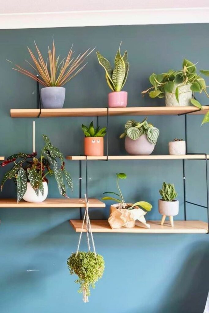 Watermelon Peperomia Wall Plant