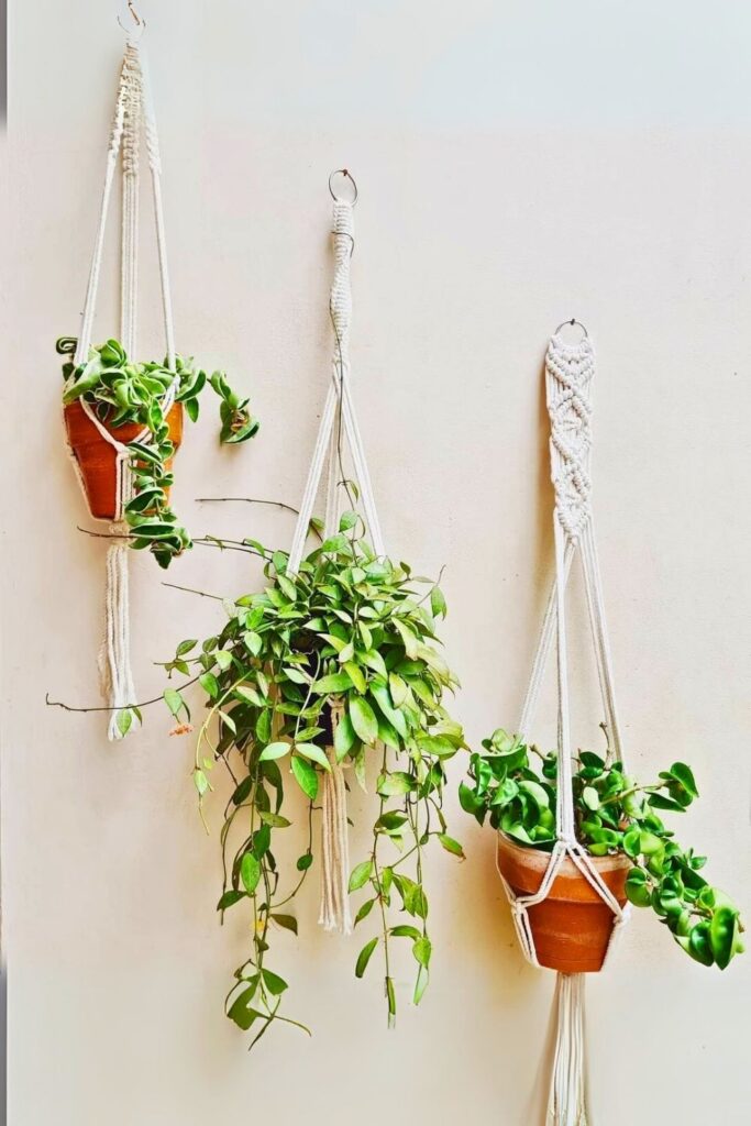 Wax Plant Wall Plants