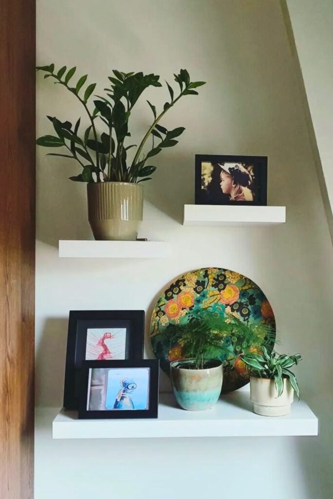 ZZ Plant Wall Plant