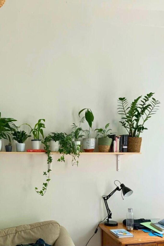 ZZ Plant Wall Plants