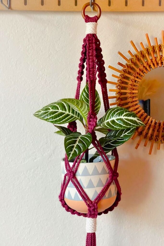 Zebra Plant Wall Plant