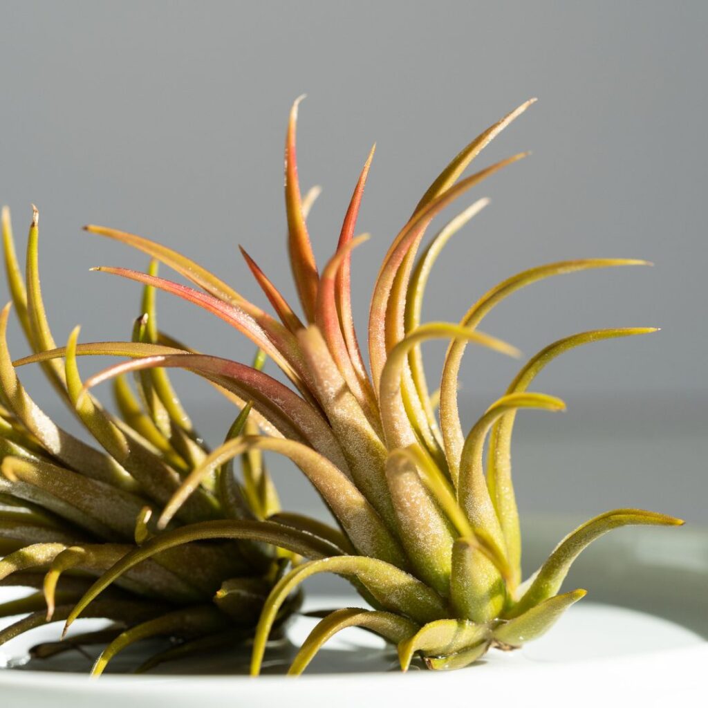 air plant bathroom plant