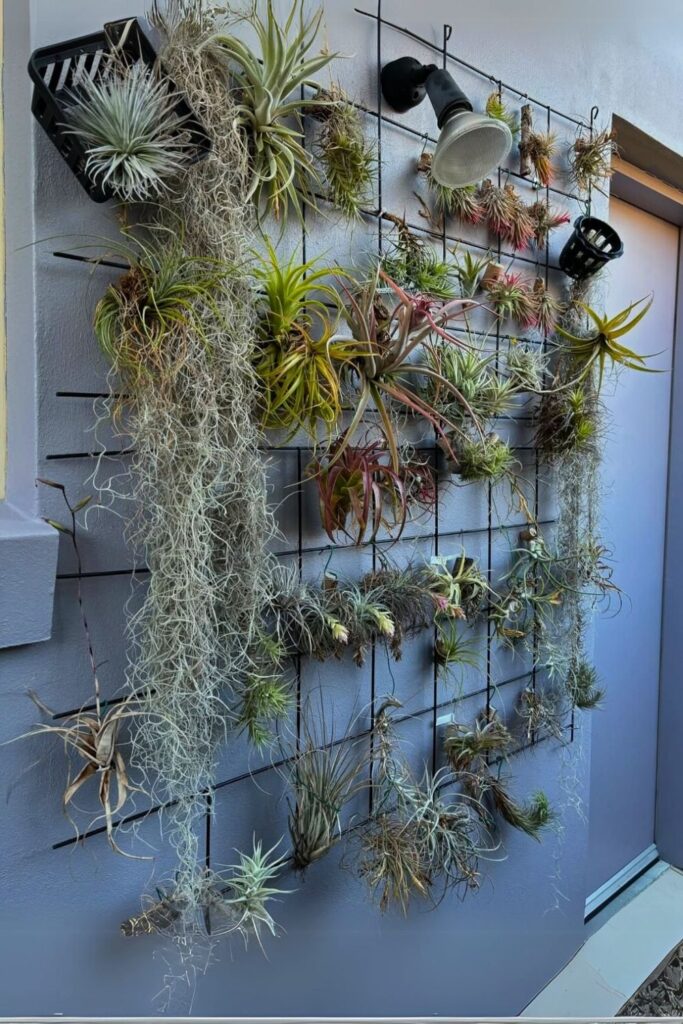air plants wall plants
