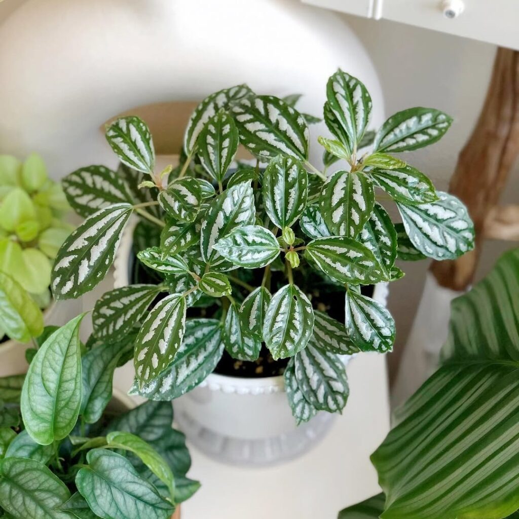 aluminum plant bathroom plant