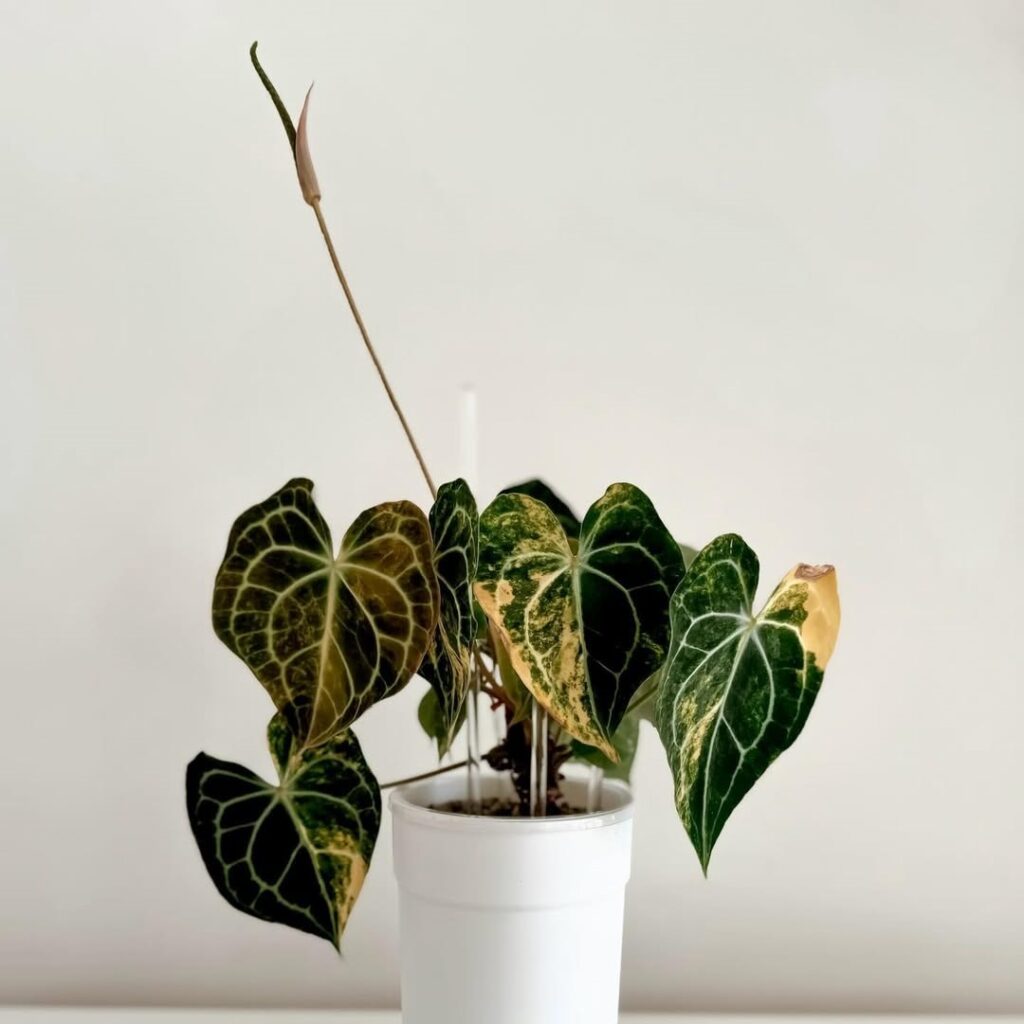 anthurium bathroom plant