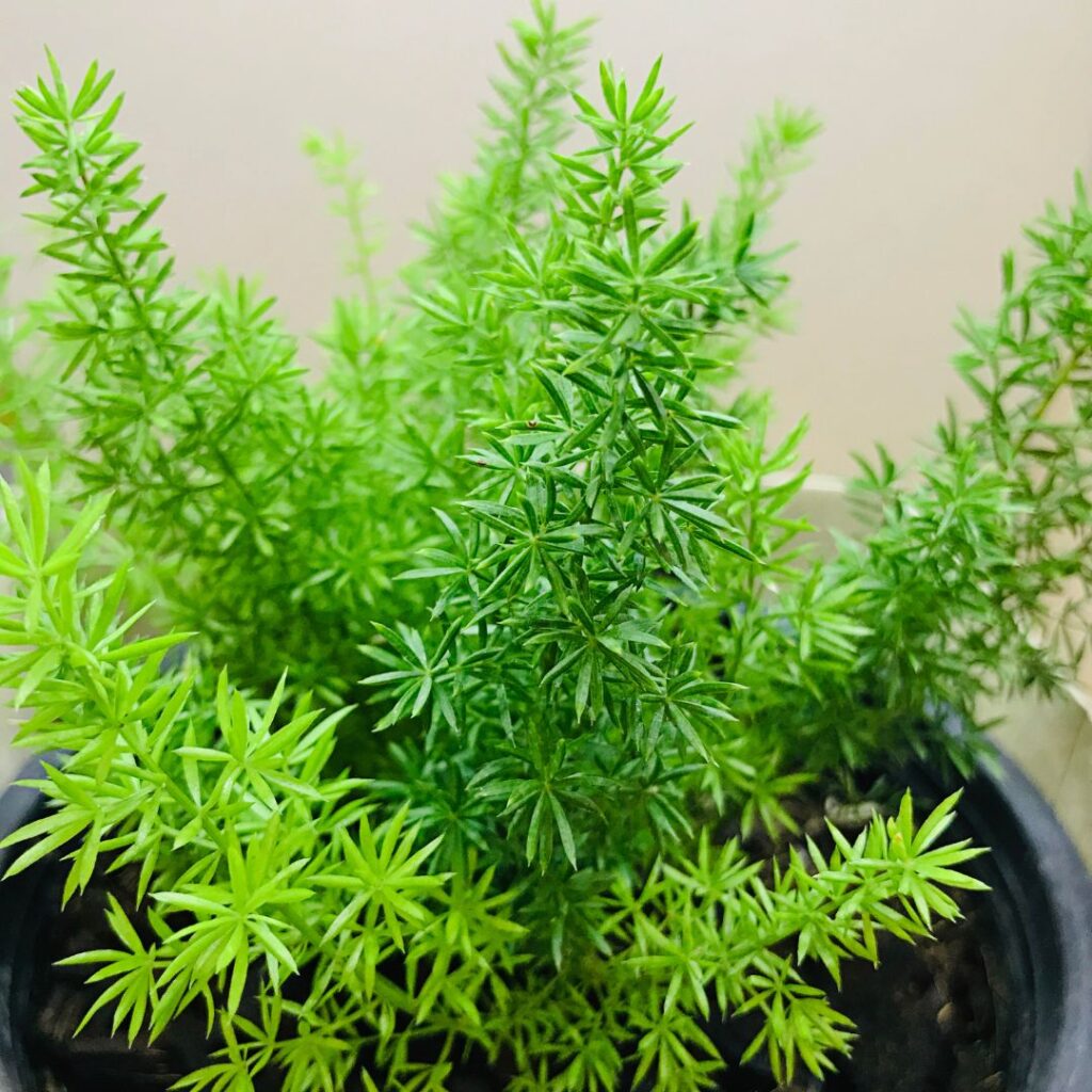 asparagus fern bathroom plant