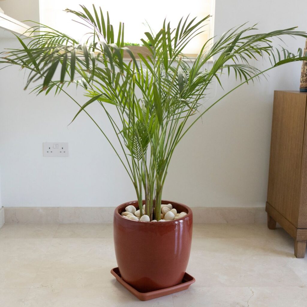 bamboo palm bathroom plant