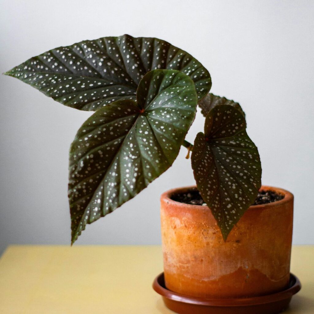 begonia bathroom plant