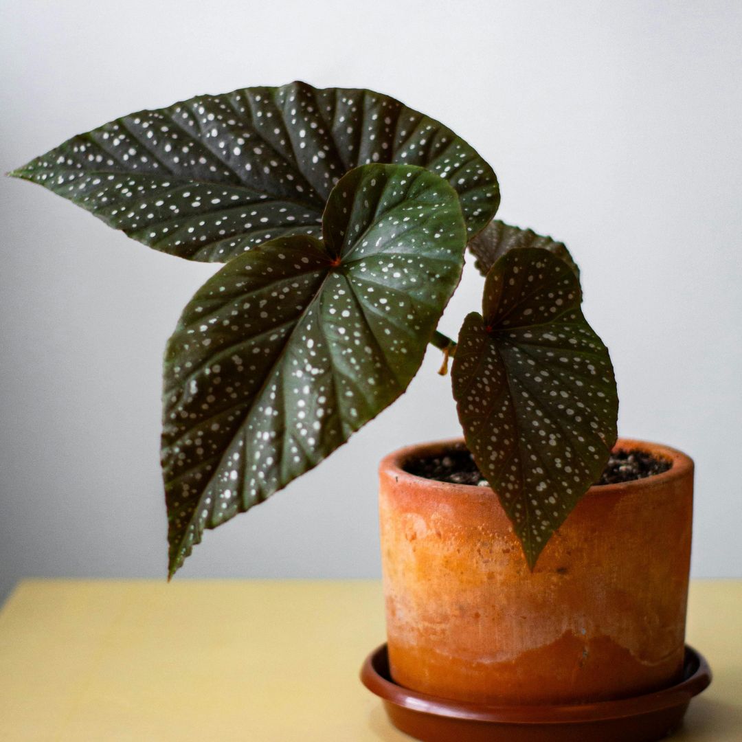 50 Marvelous Bathroom Plants to Spruce Up Your Space | Houseplant Alley