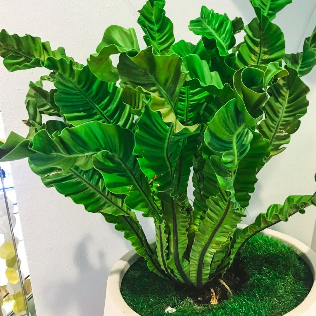 birds nest fern bathroom plant
