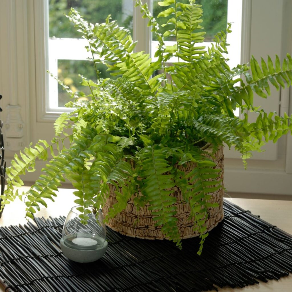 boston fern bathroom plant