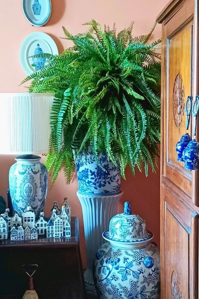 boston fern wall plants