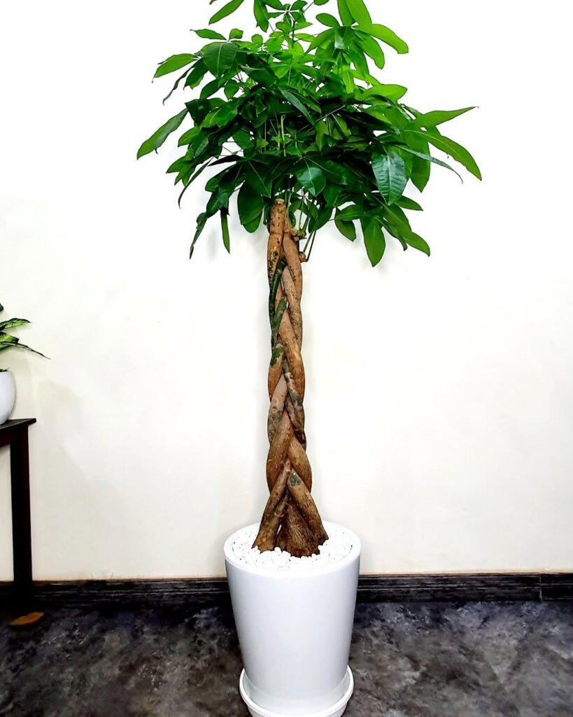 braid money tree plant