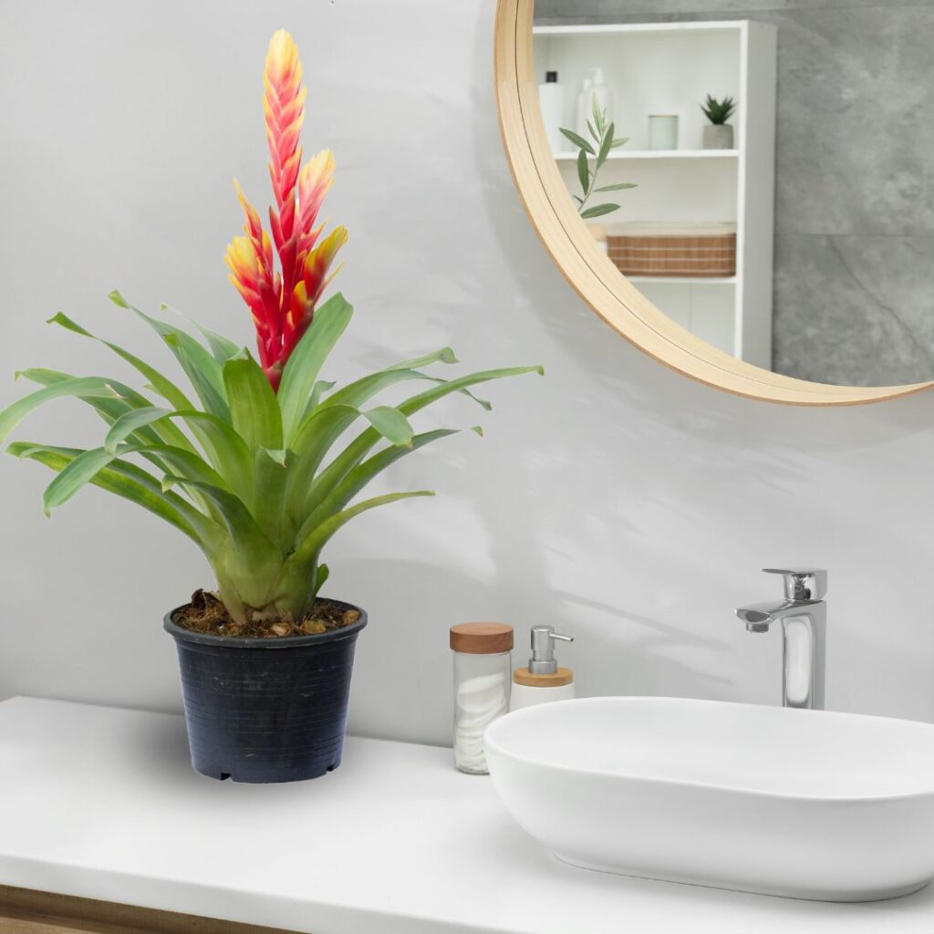 bromeliad bathroom plant