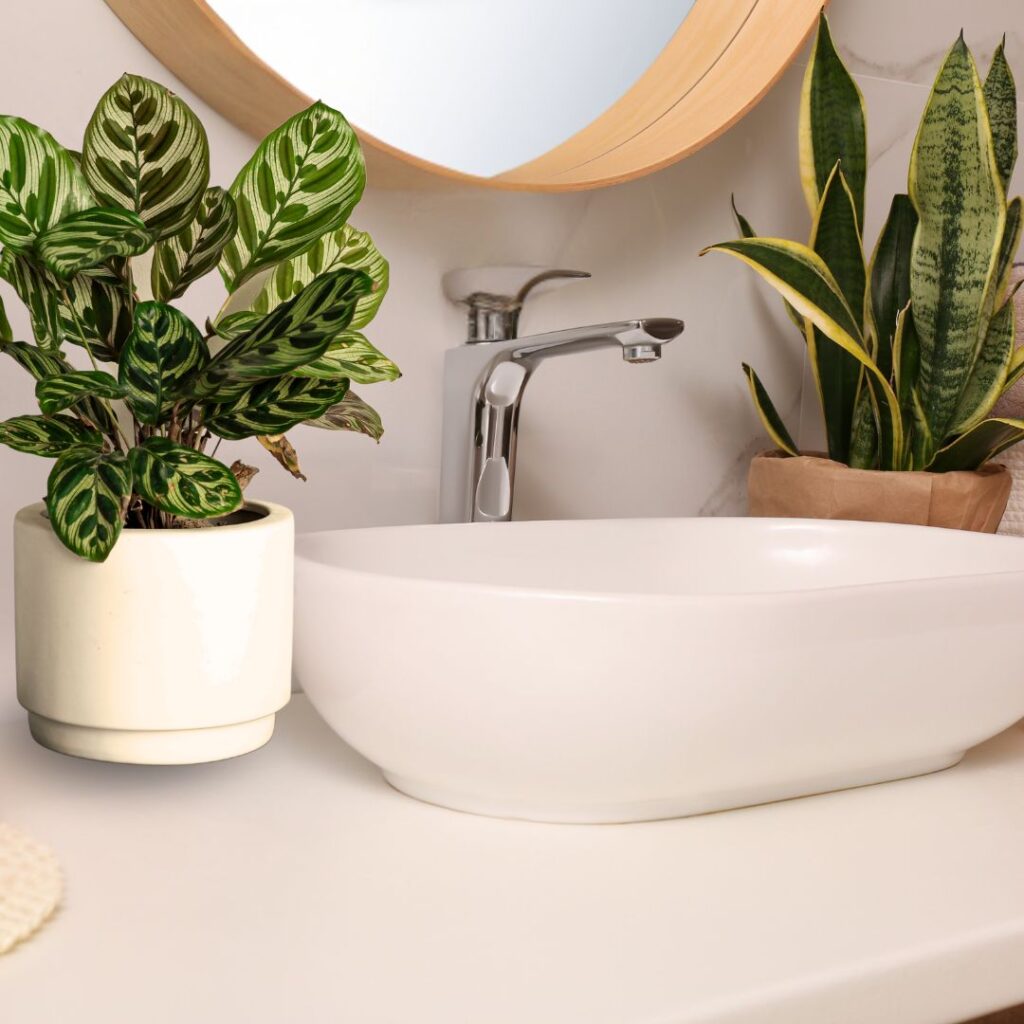 calatheabathroom plant