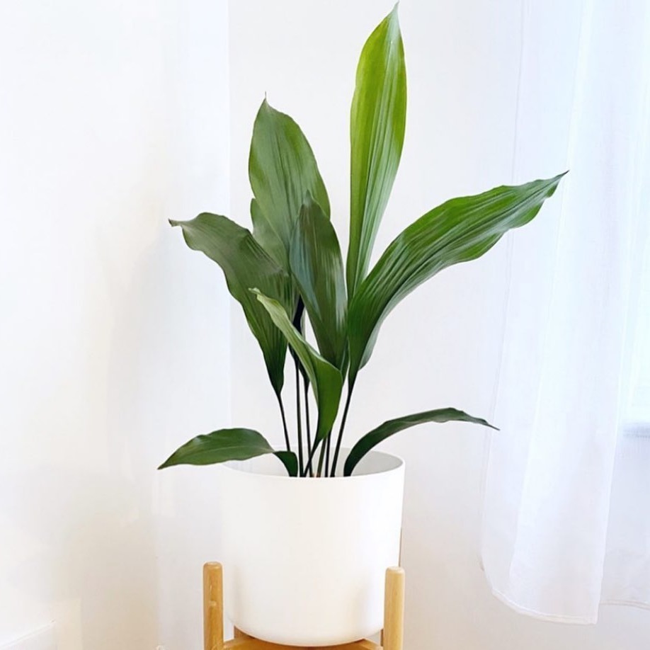 cast iron plant bathroom plant