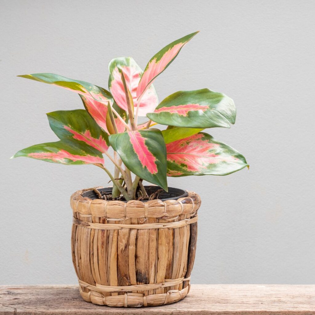 chinese evergreen bathroom plant
