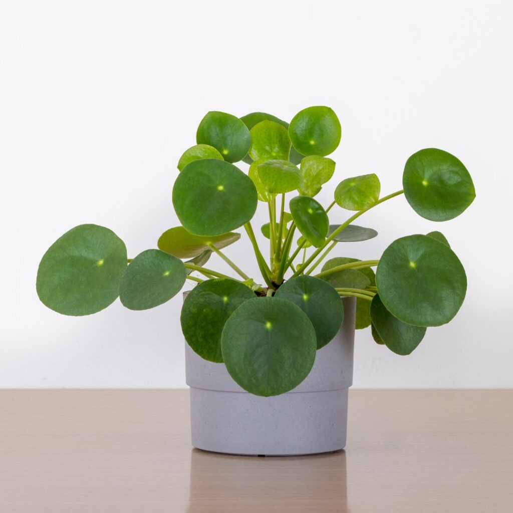 chinese money plant bathroom plant