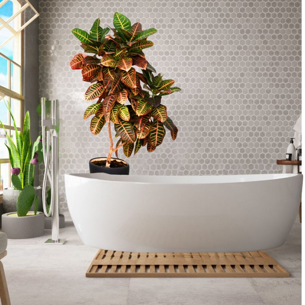 croton bathroom plant