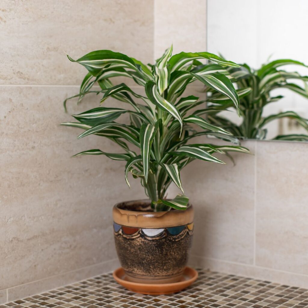 dracaena bathroom plant