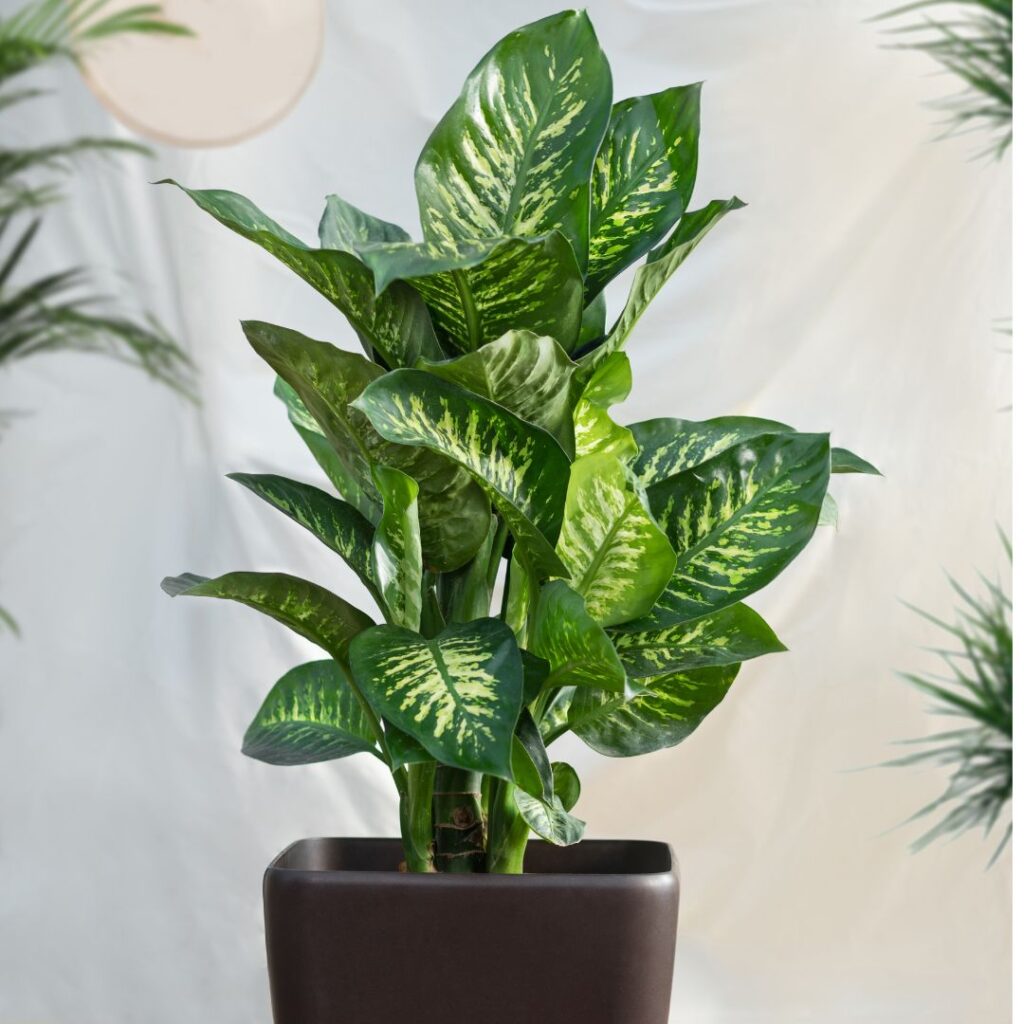 dumb cane bathroom plant