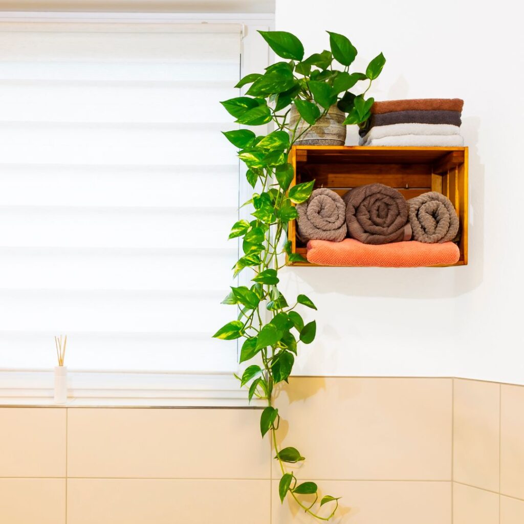 golden pothos bathroom plant
