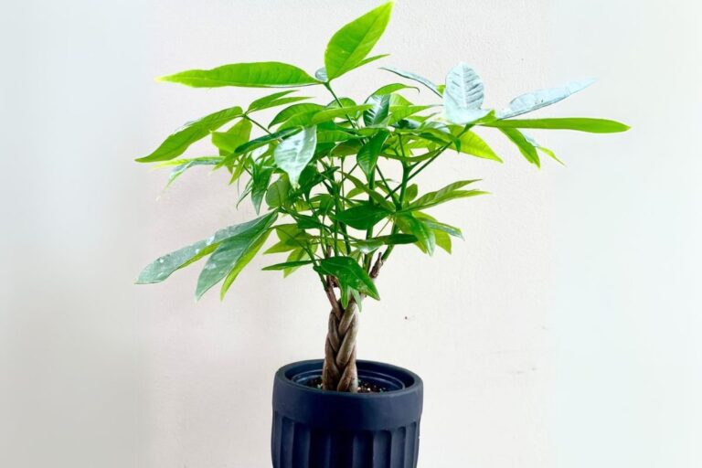 how to braid a money tree plant