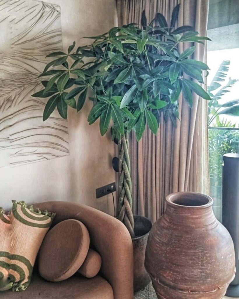 how to braid money tree plant