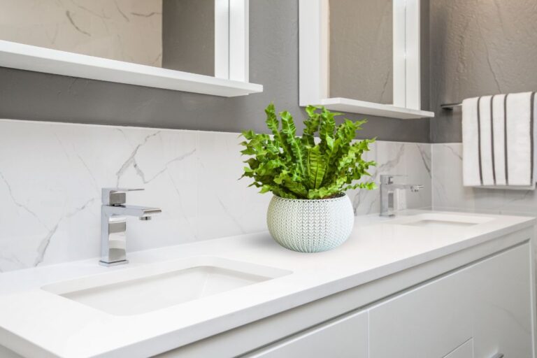 how to care for bird's nest fern in the bathroom