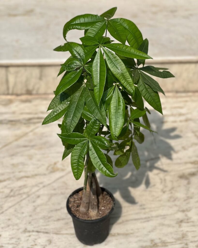 how to repot money tree plant