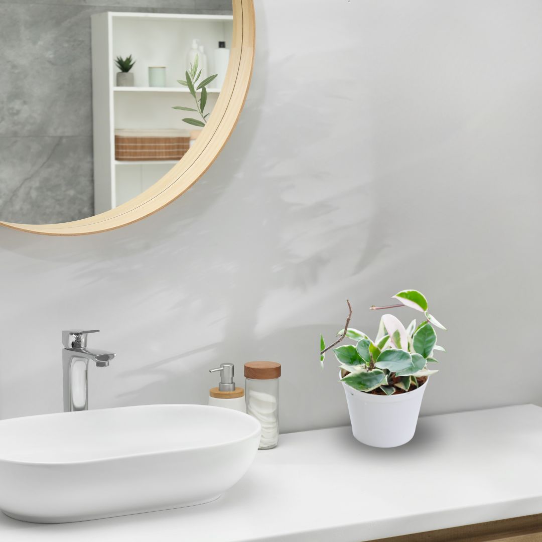 50 Marvelous Bathroom Plants to Spruce Up Your Space | Houseplant Alley