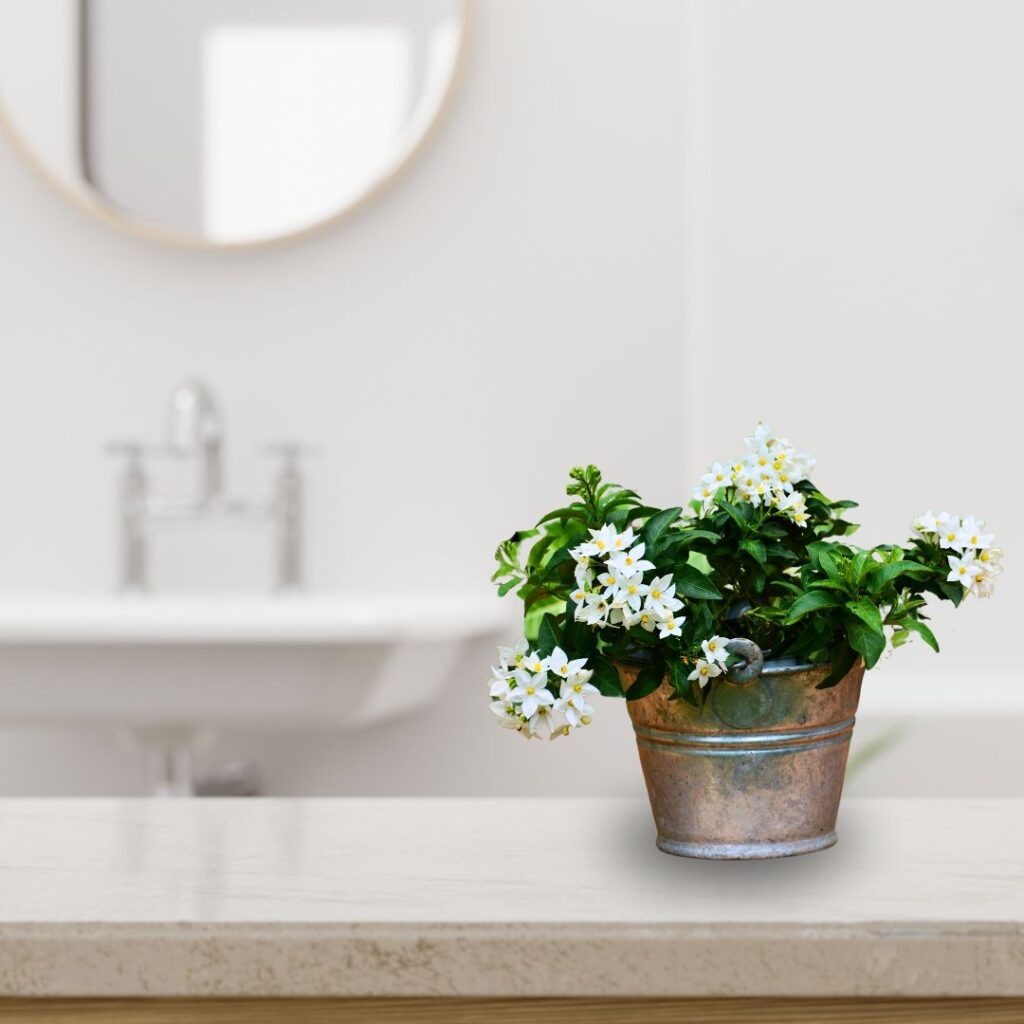 jasmine bathroom plant