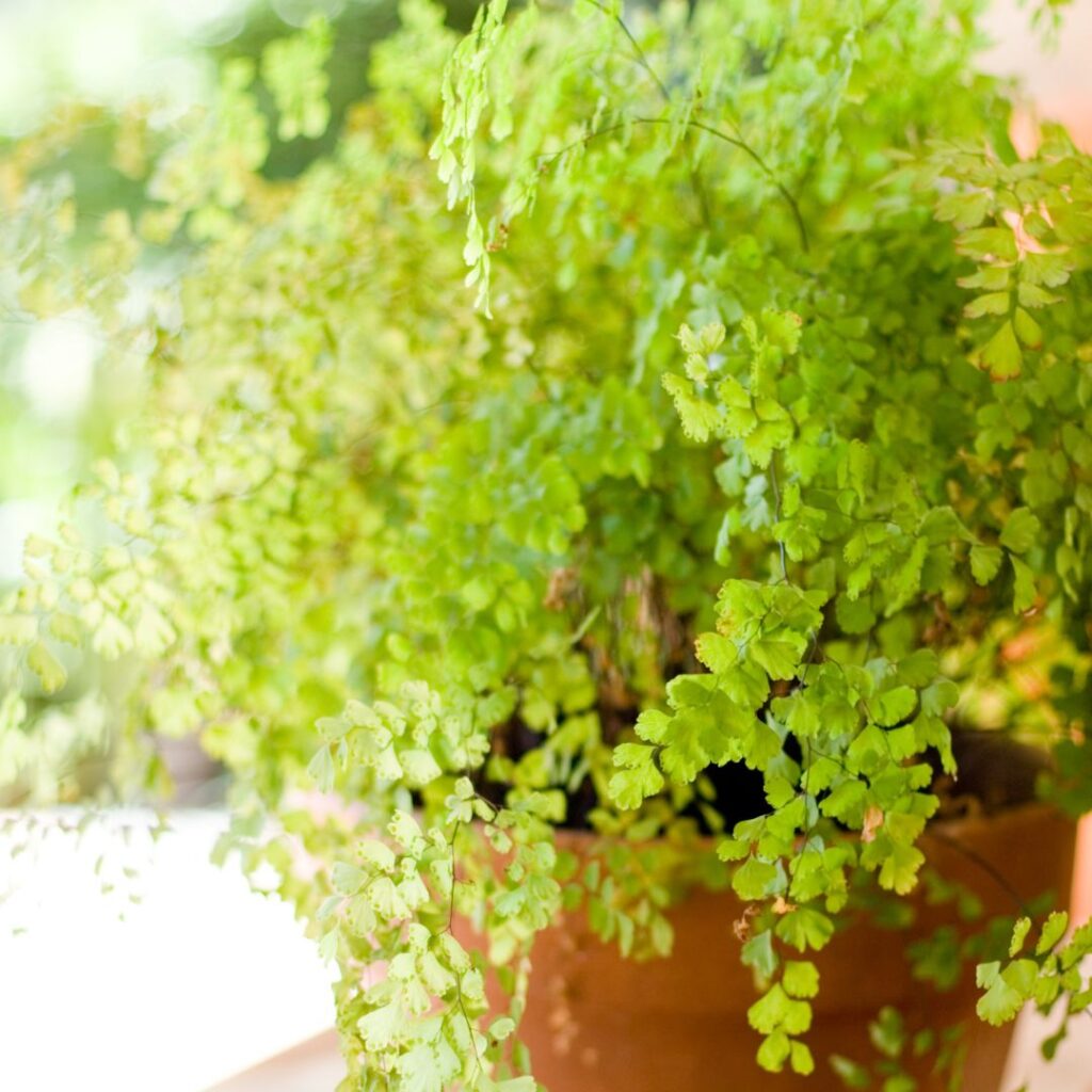 maidenhairs fern bathroom plant