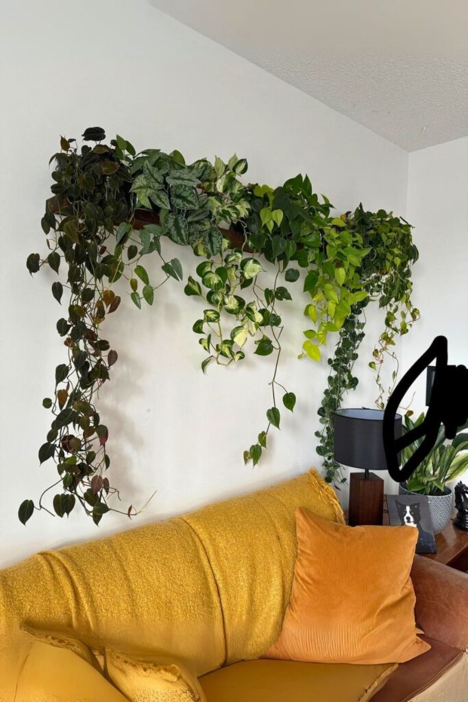 money plant decor 1