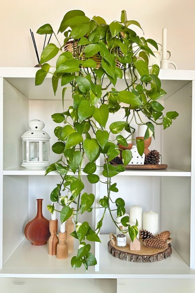 money plant decor 10