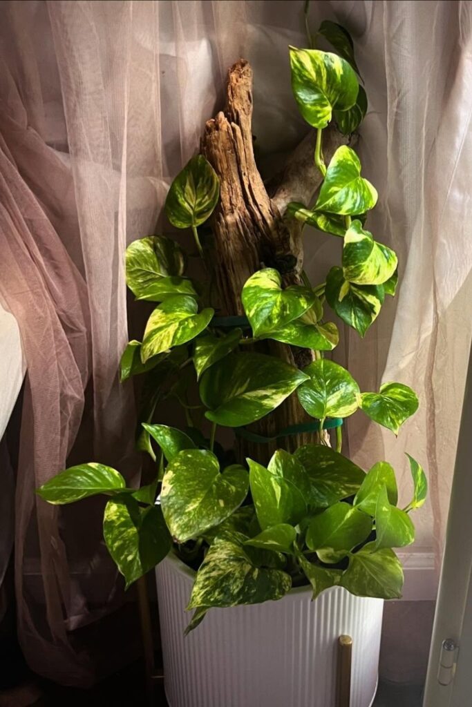 money plant decor 11