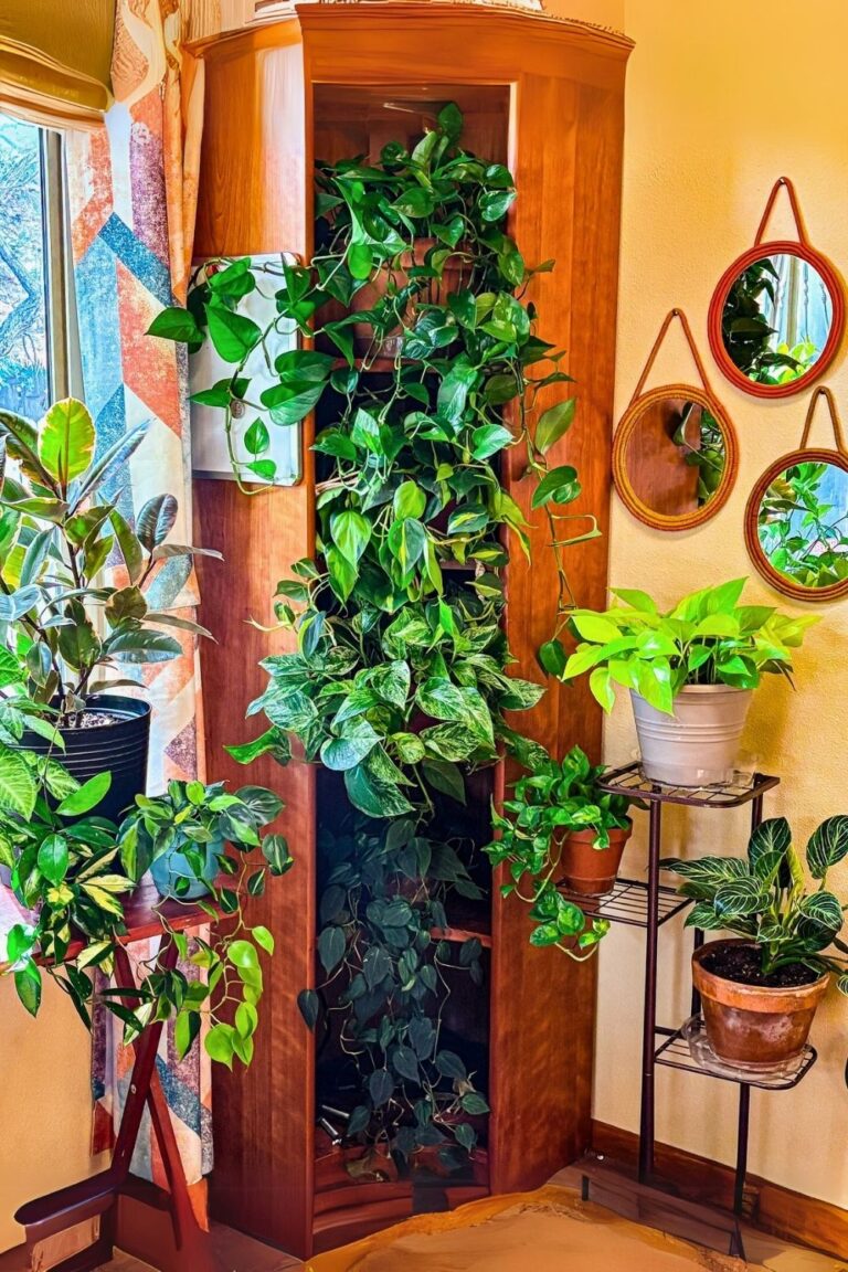 60 Creative Ideas to Decorate Your Home with Money Plants | Houseplant